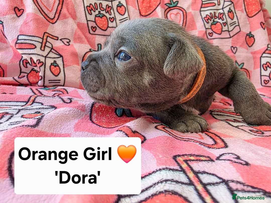 Staffordshire Bull Terrier dogs for sale: Gorgeous Chunky KC Blue Staffy Puppies - Image 11