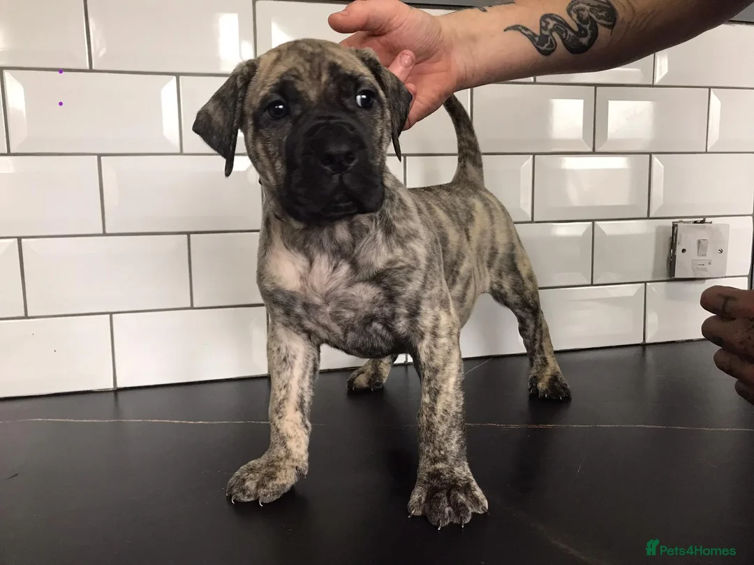 Presa Canario dogs for sale: Ground breaking presa puppies - Advert 6