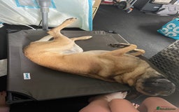 Belgian Shepherd Dog dogs for sale: Belgian Malinois - Image 5