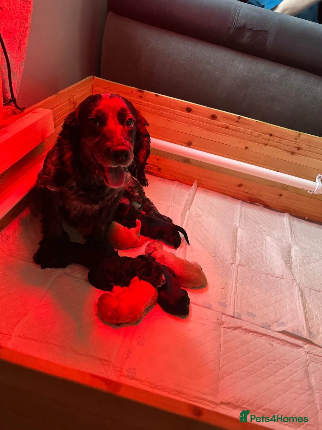 Cocker Spaniel dogs for sale: Cocker spaniels  - Advert 11