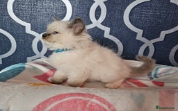 Ragdoll cats for sale: 🏆 CHAMPION FATHER 🏆GCCF REGISTERED KITTENS  - Image 18