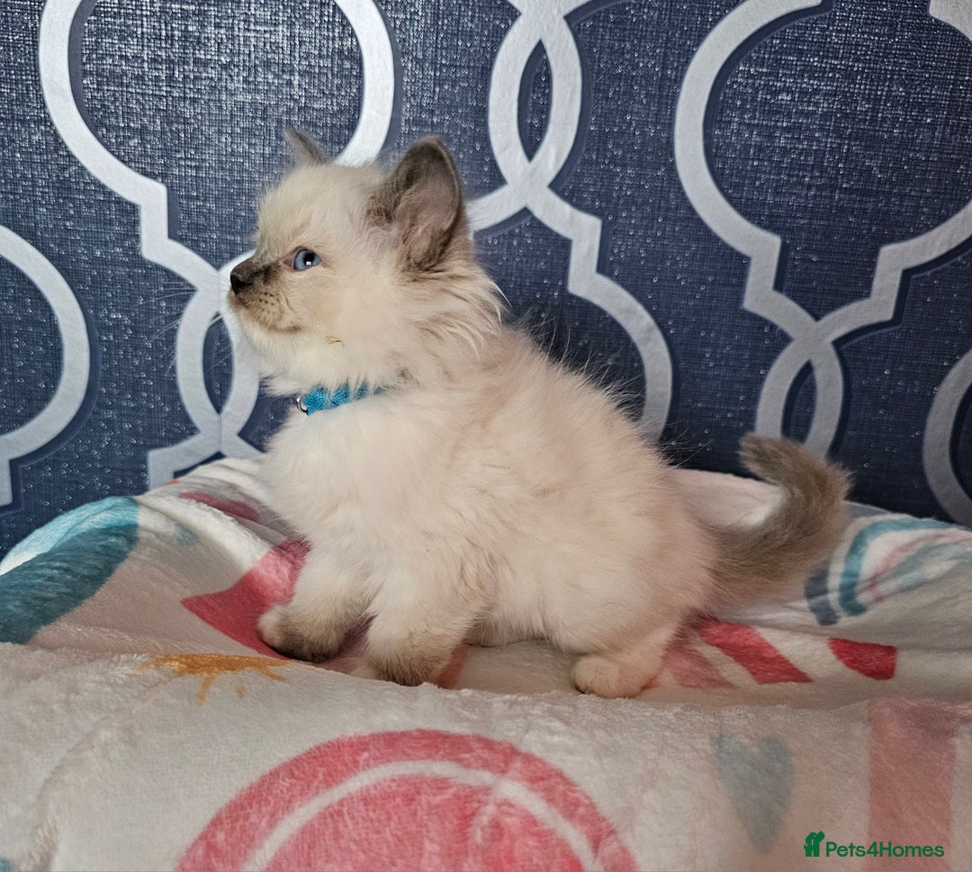 Ragdoll cats for sale: 🏆 CHAMPION FATHER 🏆GCCF REGISTERED KITTENS  - Image 18