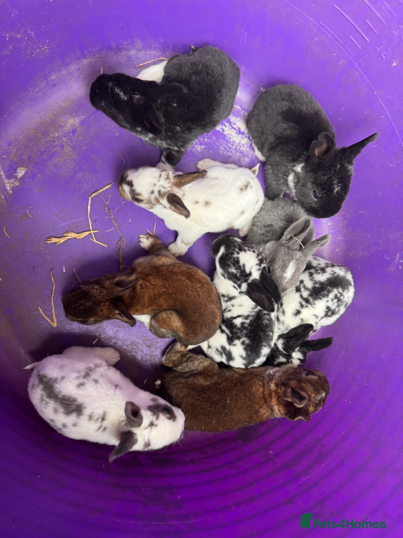 Rex rabbits Mini Rex babies variety of colours !  - Advert 2