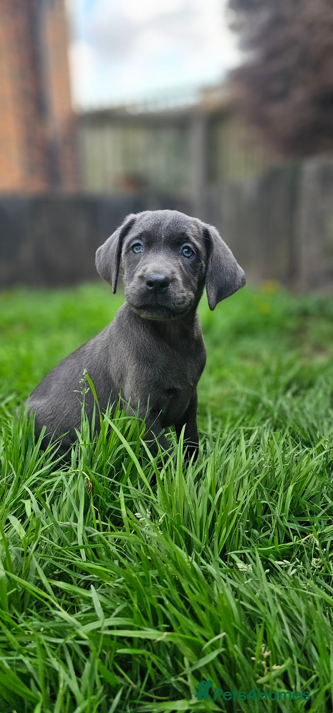 Labrador Retriever dogs for sale: LAST 2 KC HEALTH TESTED CHARCOAL LABS AVAILABLE  - Image 1