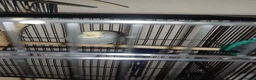 Budgerigars birds for sale: Bugdies for sale in Halifax - Advert 4