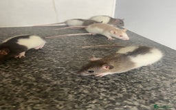 Rat rodents for sale: Pet rats - Image 7