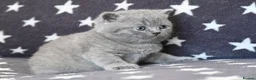 British Shorthair cats for sale: Ready in December British short-hair kittens - Advert 4