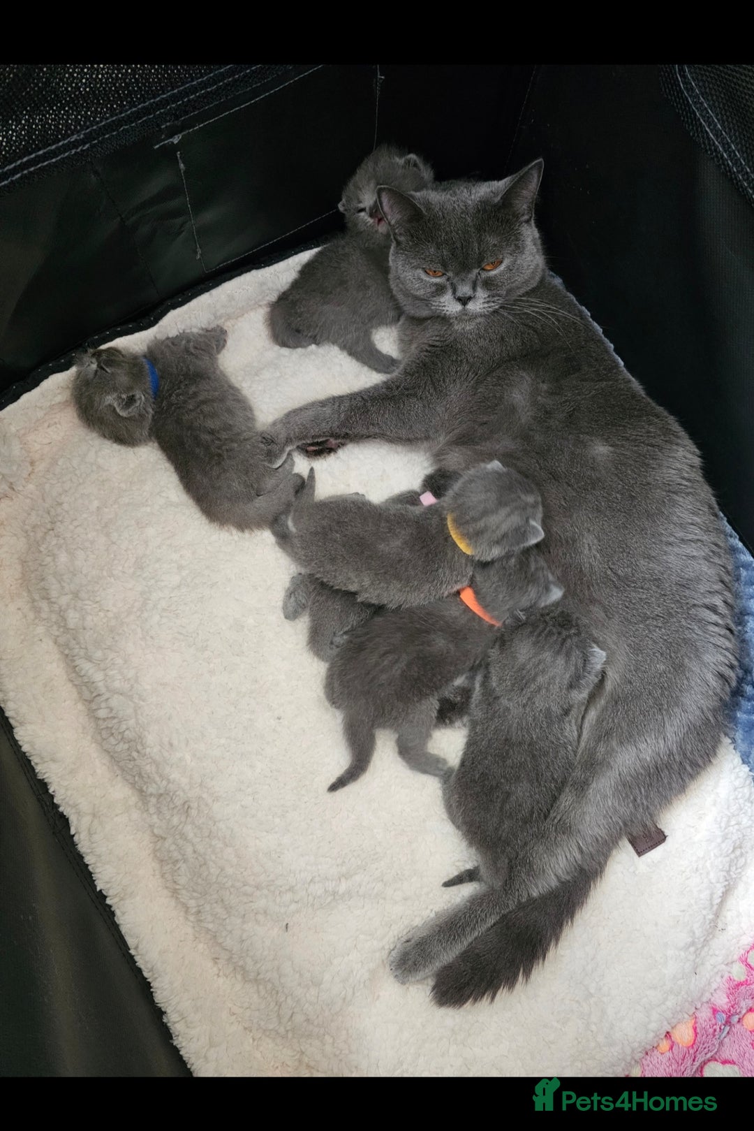 British Shorthair cats for sale: Gccf British Shorthair kittens  - Image 19