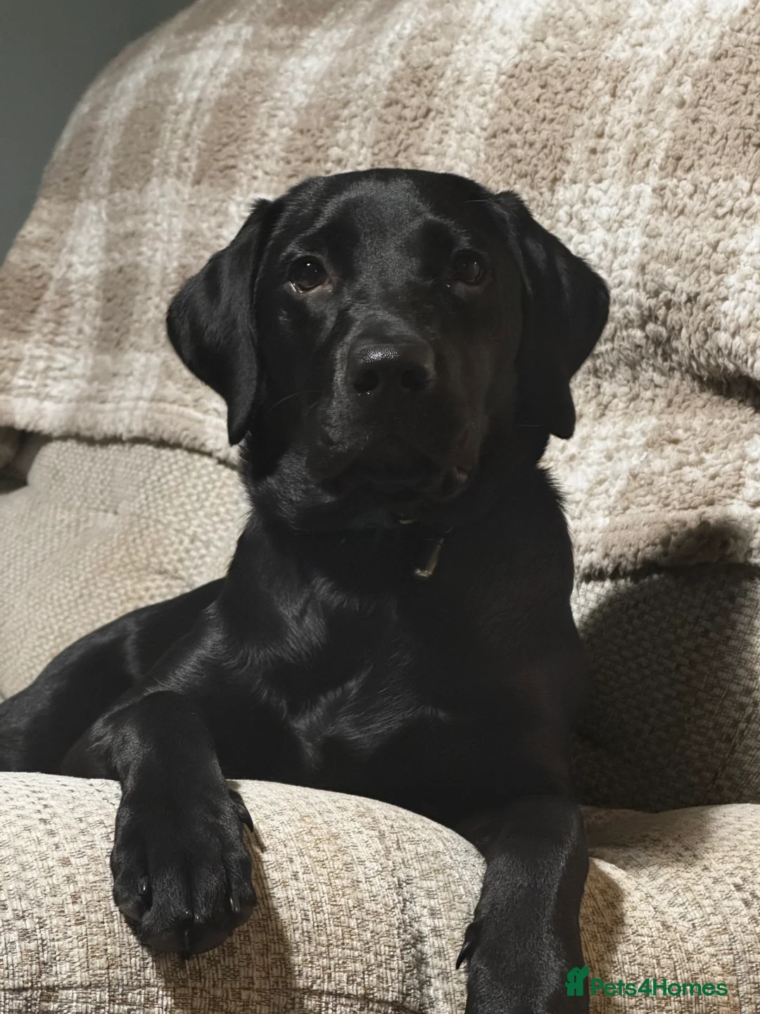 Labrador Retriever dogs for sale: Black Labrador 6 month old puppy - Advert 1