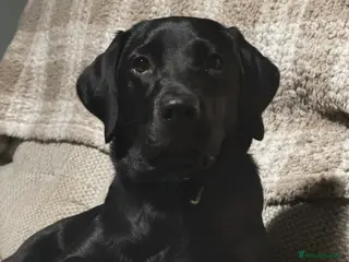 Labrador Retriever dogs Black Labrador 6 month old puppy - Advert 1