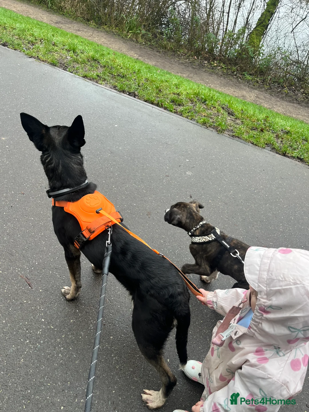 Belgian Shepherd Dog dogs for sale: Belgian malinois  - Advert 2