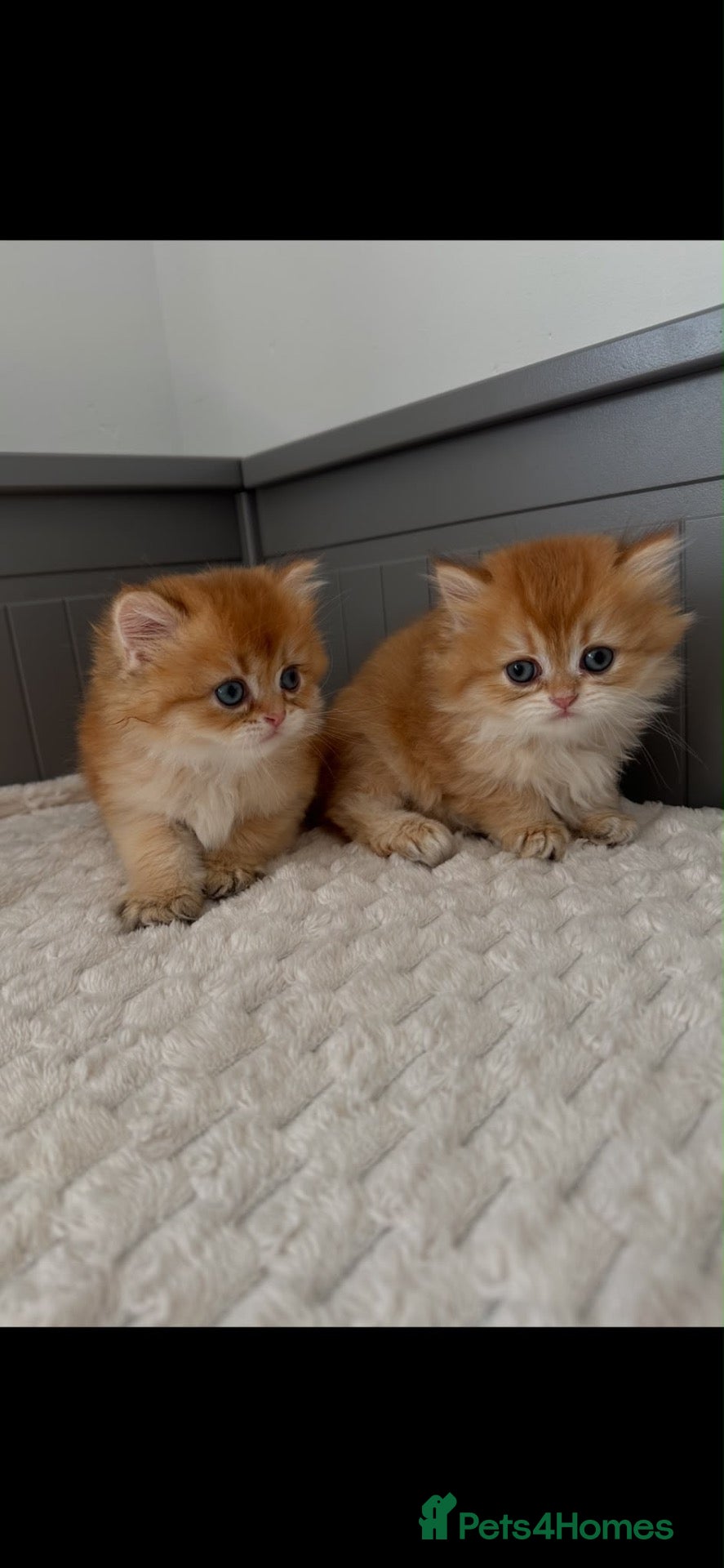 British Longhair cats Beautiful British Longhair Golden Shaded NY11  - Advert 1
