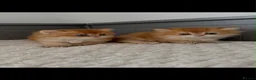 British Longhair cats for sale: Beautiful British Longhair Golden Shaded NY11  - Advert 1
