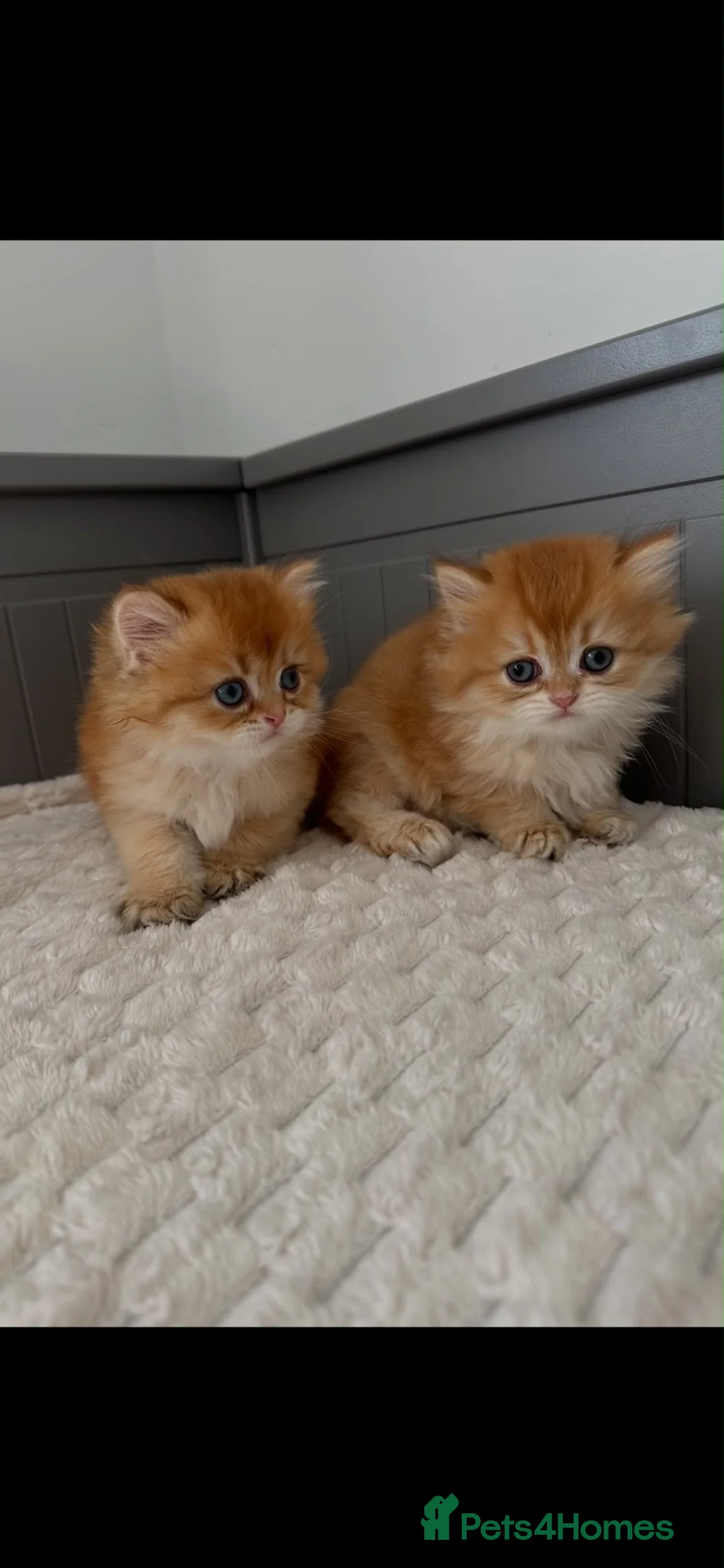British Longhair cats for sale: Beautiful British Longhair Golden Shaded NY11  - Advert 1