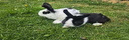 Mixed Breed rabbits for sale: Mixed Dutch and Lionhead Breed in Northolt - Advert 2
