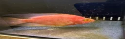 Loaches fish for sale: XL Clown Loach & XL parrot Cichlid in Slough - Advert 4
