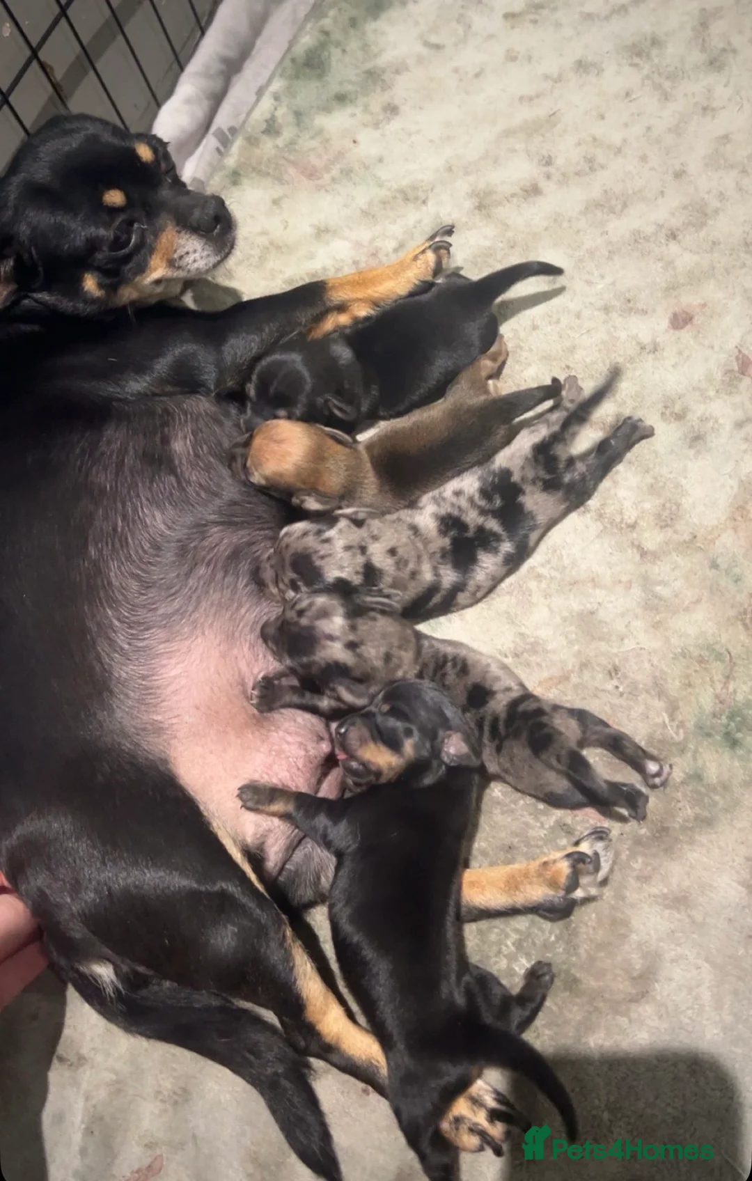 Chiweenie dogs for sale: Cute Chiweenie Boys - Advert 2