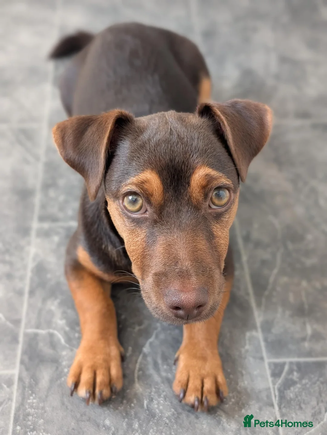 Jack Russell dogs for sale: 6 Month Old Jack Russell in Ipswich - Advert 1