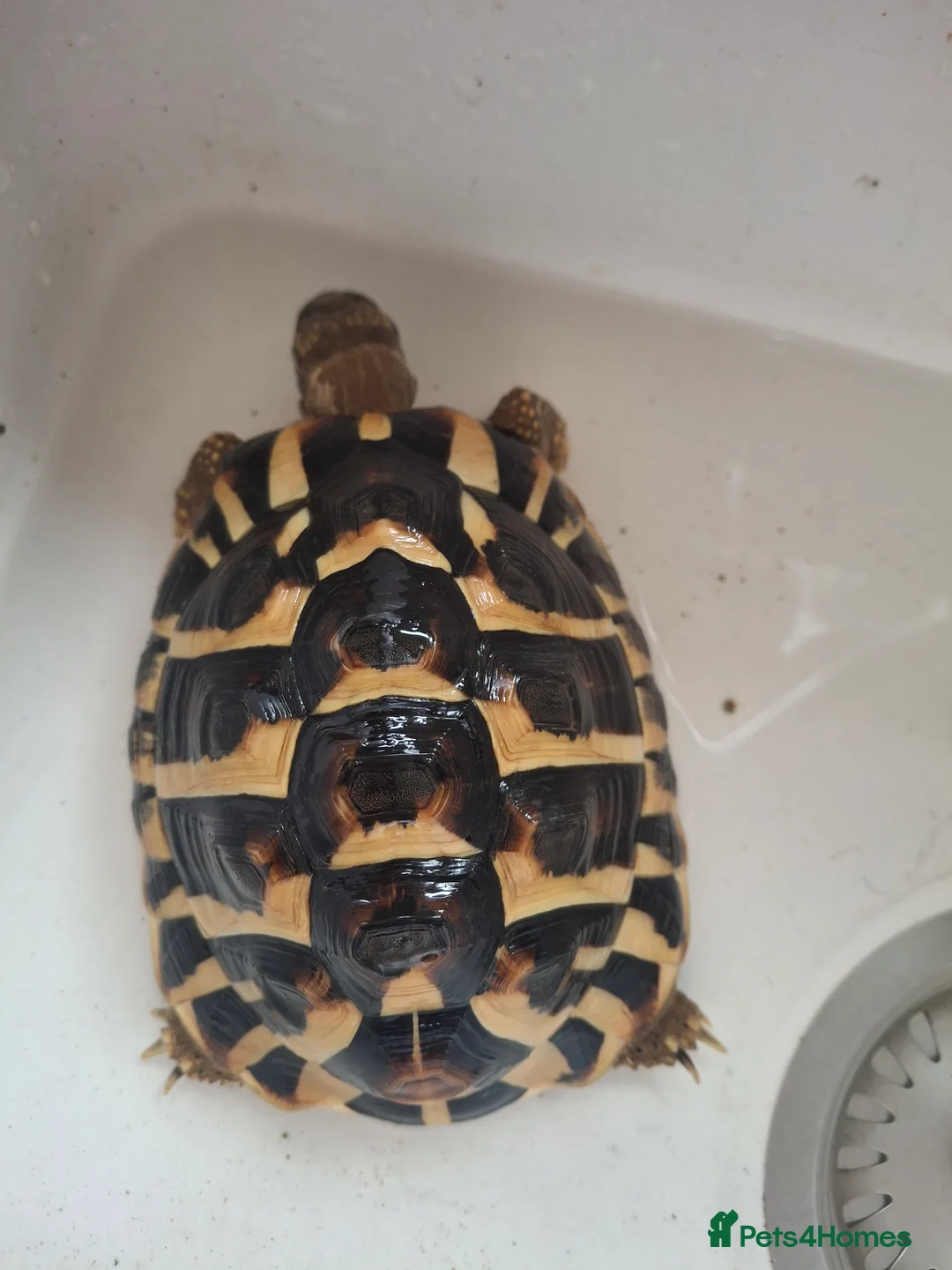 Hermann Tortoise reptiles for sale: Herman tortoise  - Advert 1