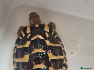 Hermann Tortoise reptiles Herman tortoise - Advert 1