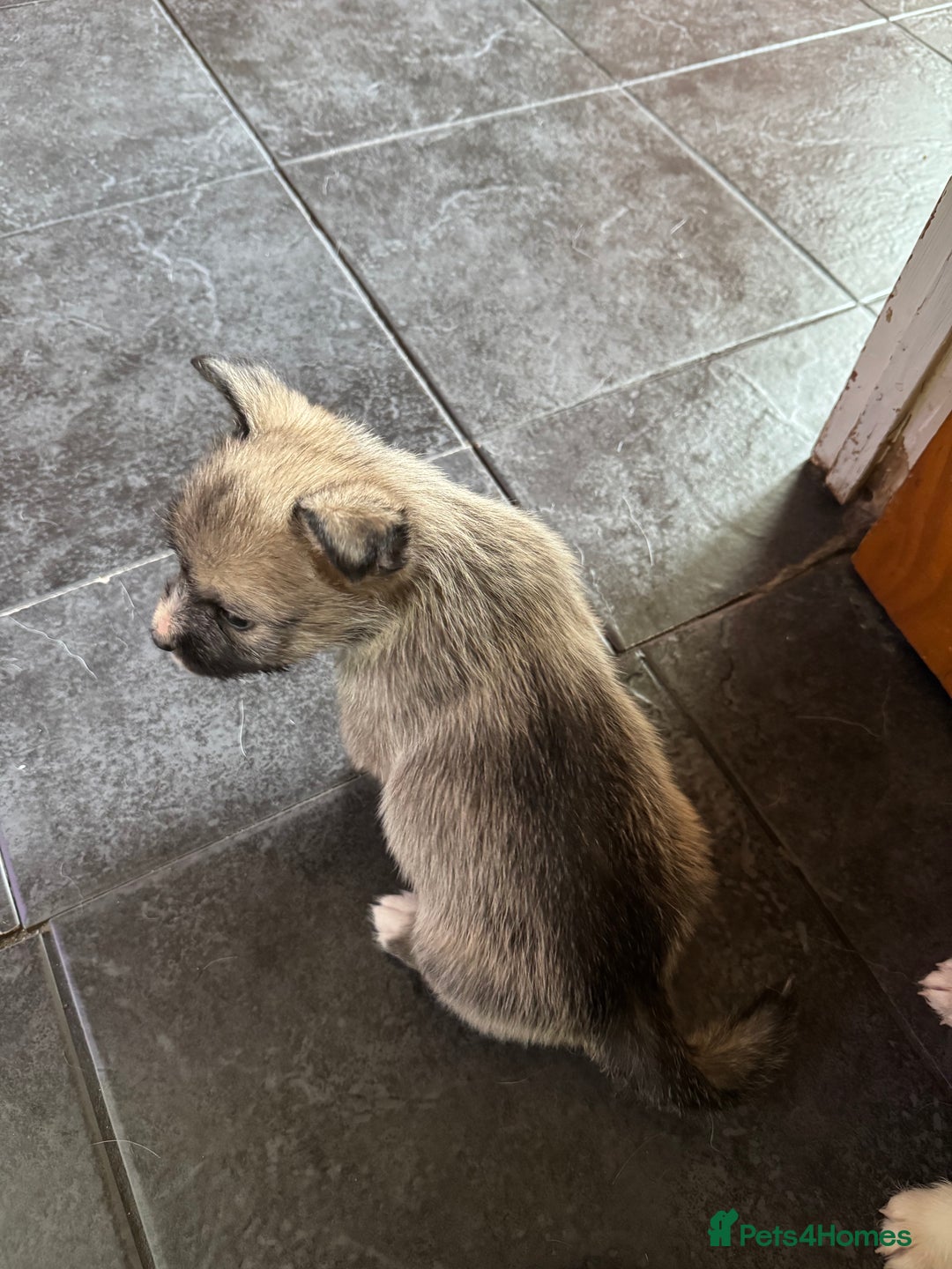 Mixed Breed dogs for sale: Siberian Husky X Staff/Lhasa Apso. Only 2 left!!  - Image 25