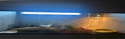 Skink reptiles for sale: Blue tongued skink in Leyland - Advert 11