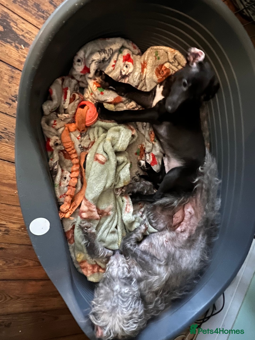 Whippet dogs for sale: Bedlington/Whippet Puppies - Advert 1