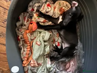 Whippet dogs Bedlington/Whippet Puppies - Advert 3