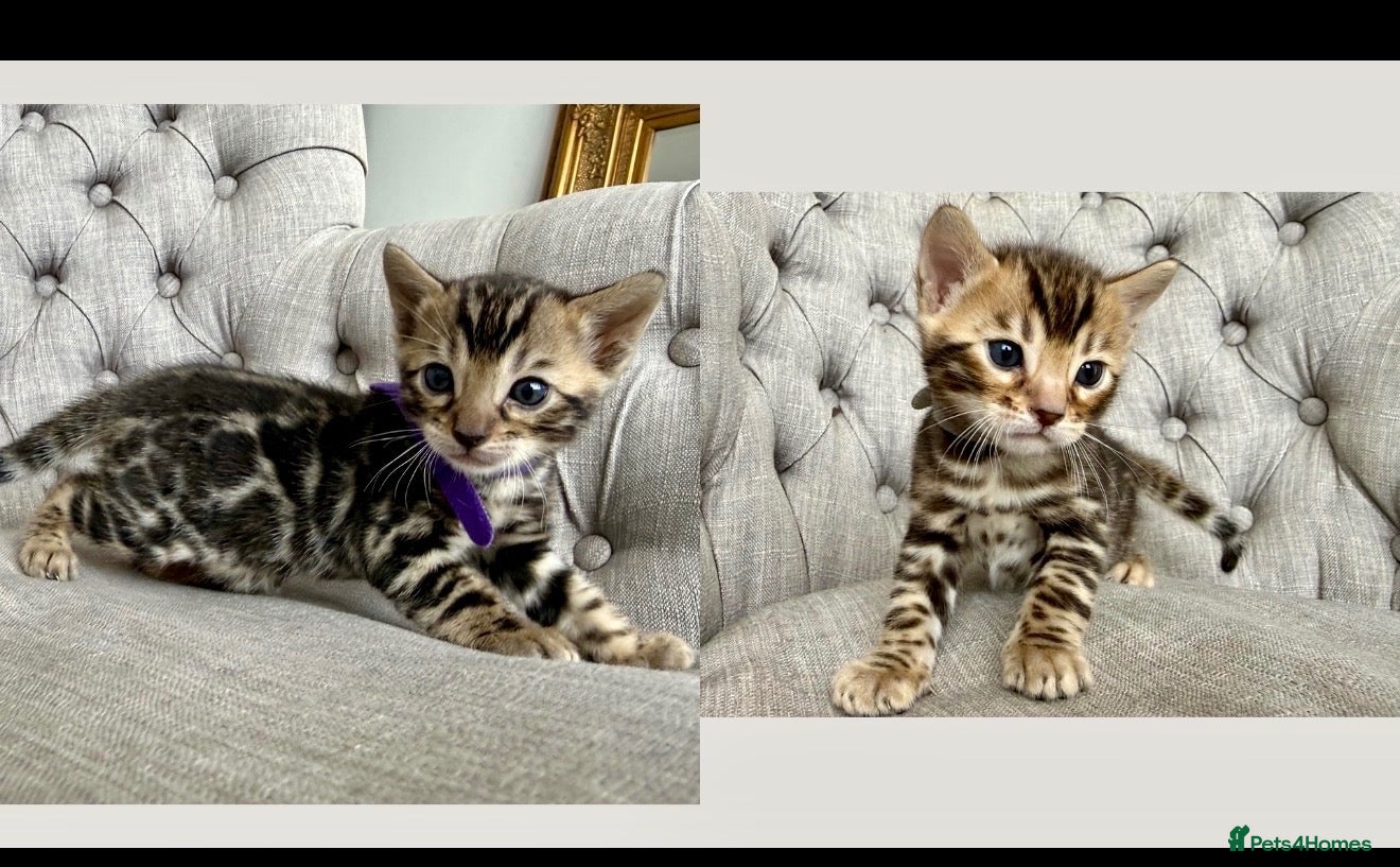 Bengal cats 🐆 Outstanding Champion Leopards🐆  - Advert 1