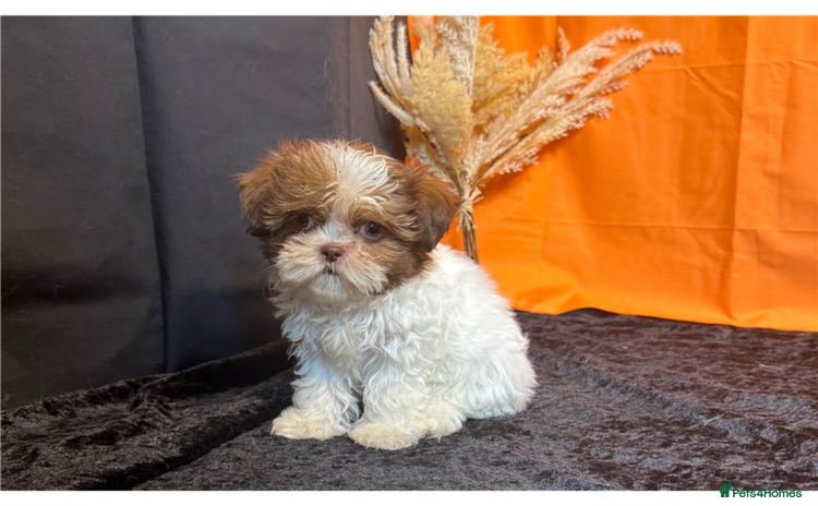 Shih Tzu dogs - Advert 1