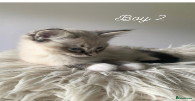 Ragdoll cats - Advert 2