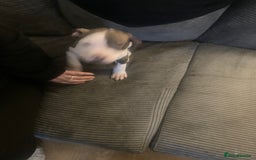 American Bulldog dogs for sale: american bulldog puppies - Image 6