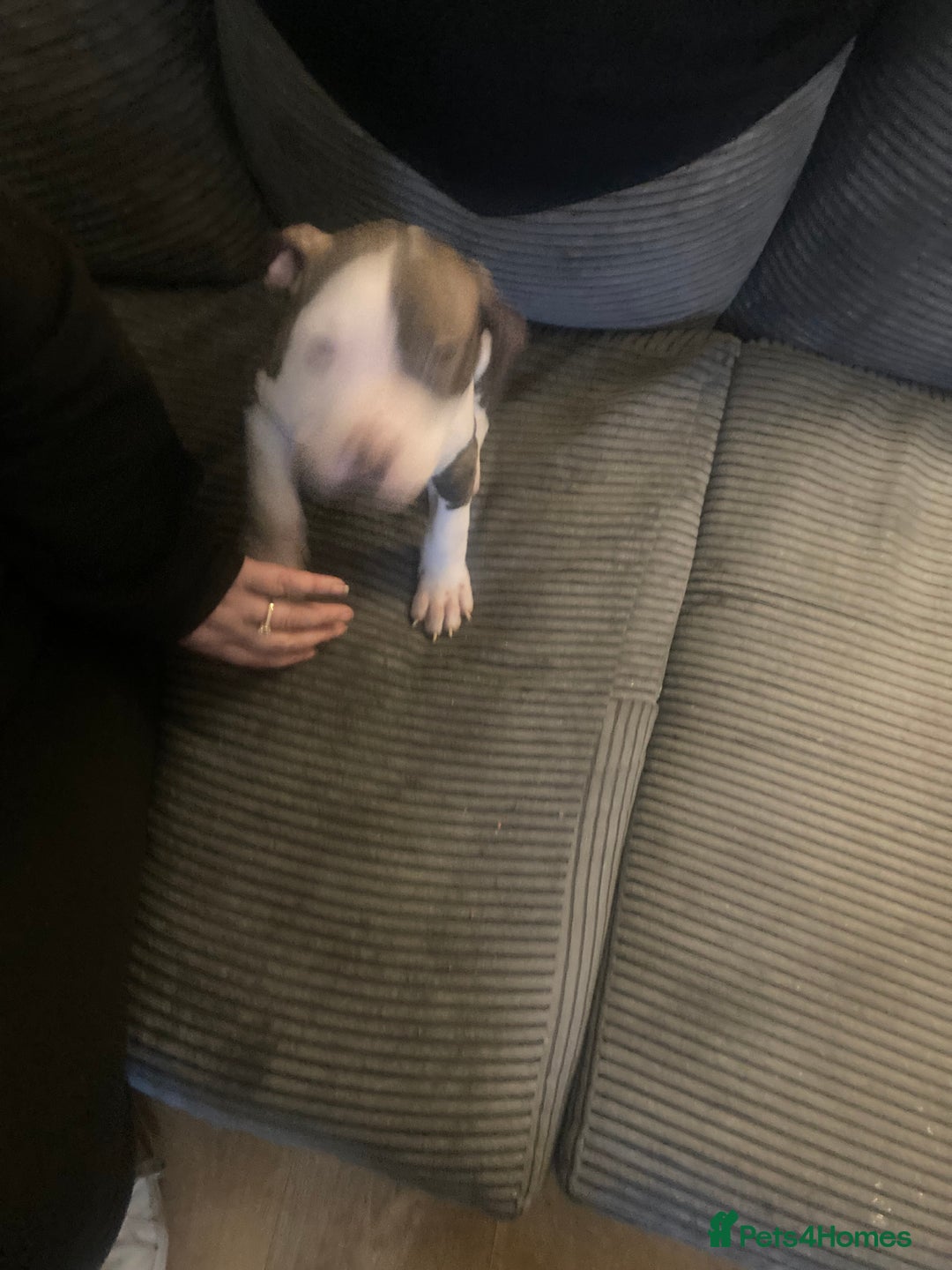 American Bulldog dogs for sale: american bulldog puppies - Image 6