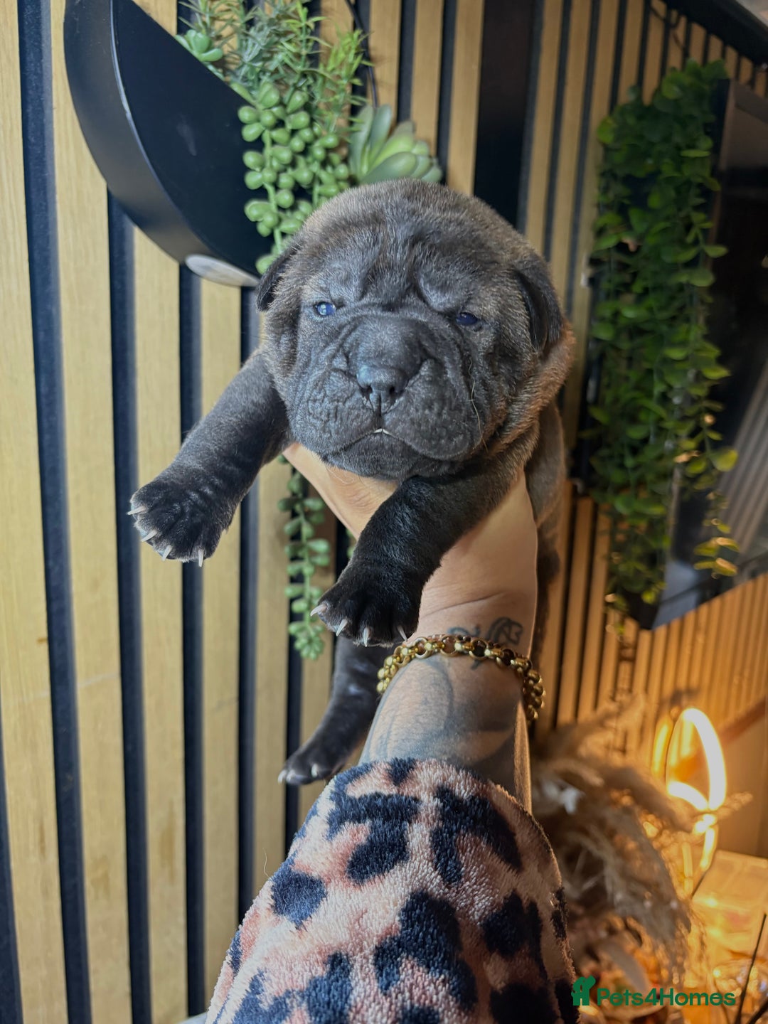Shar Pei dogs for sale: Black sable Sharpeis  - Advert 1