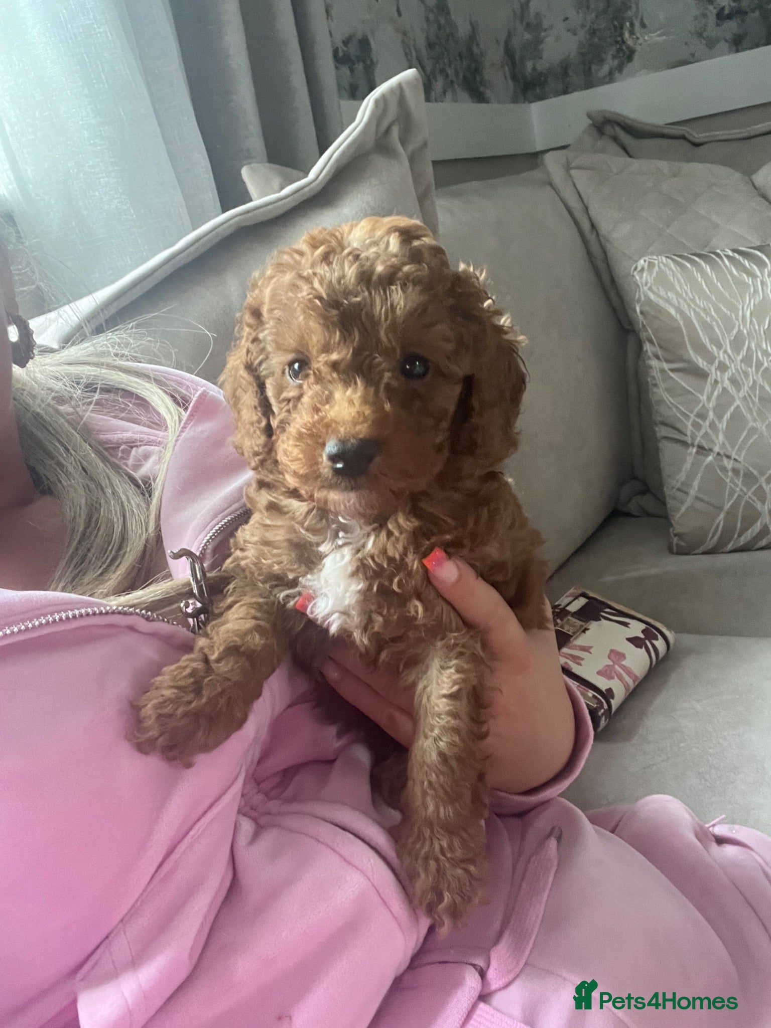 Toy Poodle dogs Toy poodle puppies  - Advert 11