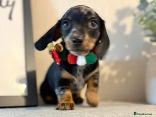 Miniature Dachshund dogs Miniature Dachshunds dapple. KC reg 4th Jan - Advert 3