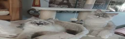 Siberian cats for sale: Beautiful Siberian kittens  - Advert 1