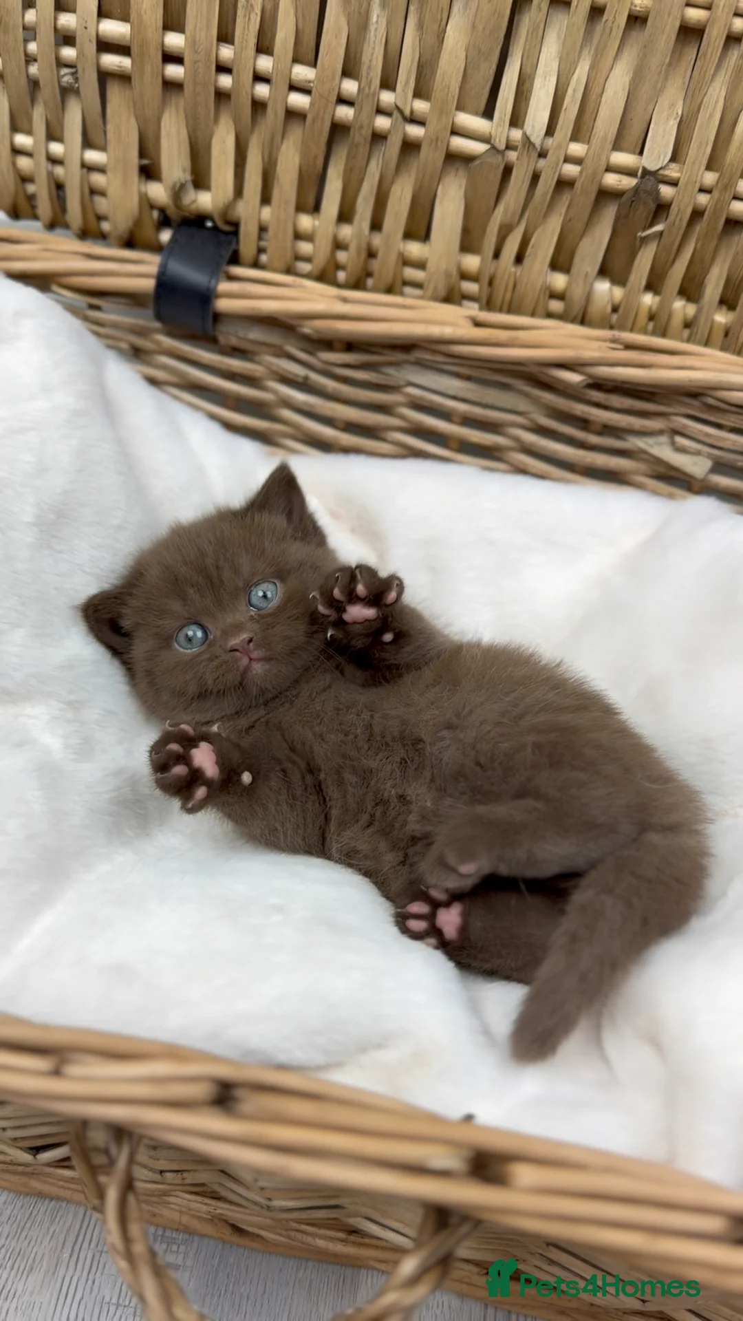 British Shorthair cats for sale: Waiting list open GCCF Cinnamon British Shorthair  - Advert 1