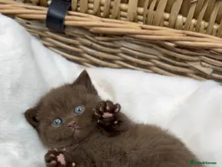 British Shorthair cats Rare GCCF Cinnamon British Shorthair Female - Advert 15