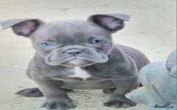 American Bully dogs for sale: Exotic American bully pups blood lines of bitcoin  - Image 20