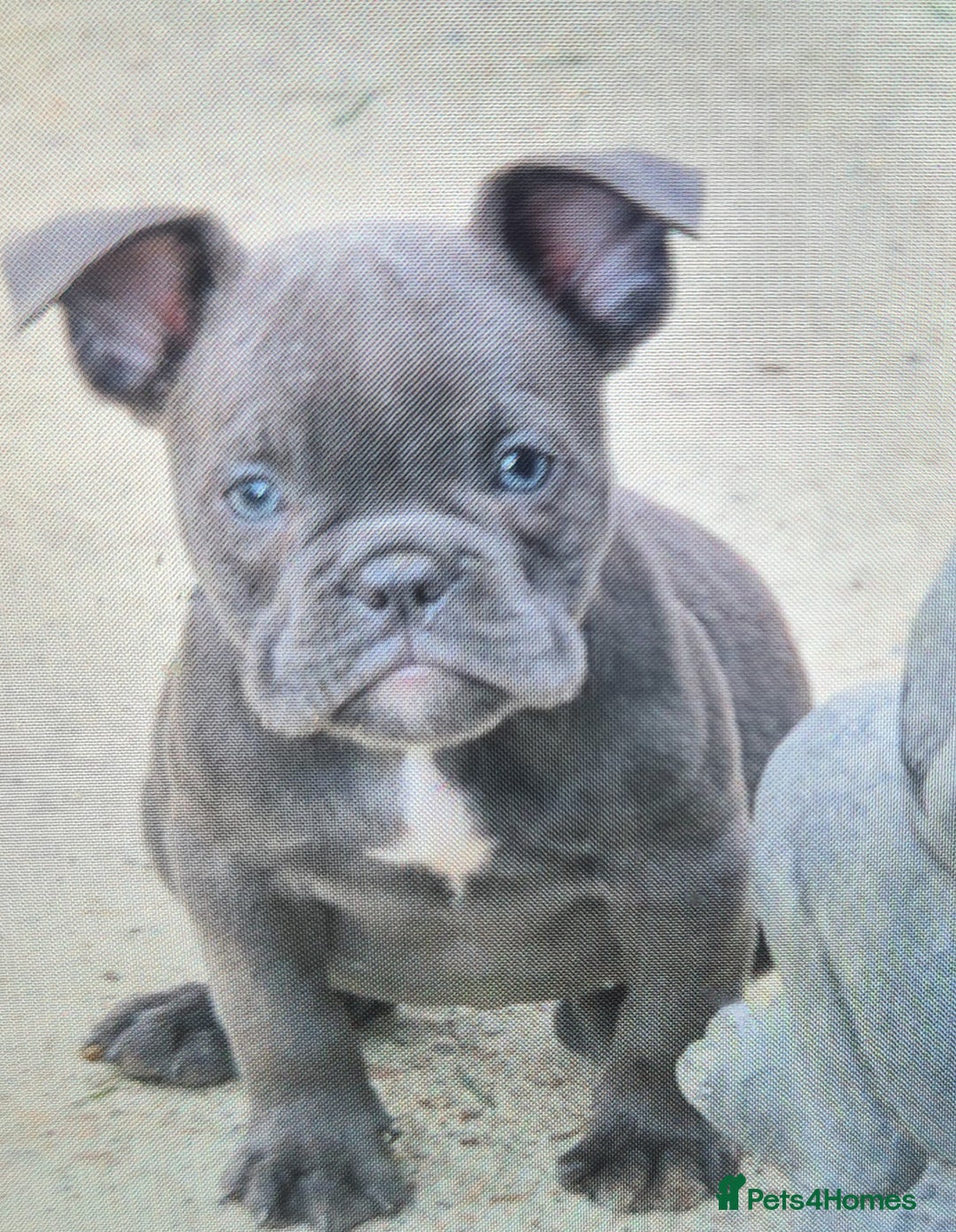 American Bully dogs for sale: Exotic American bully pups blood lines of bitcoin  - Image 20
