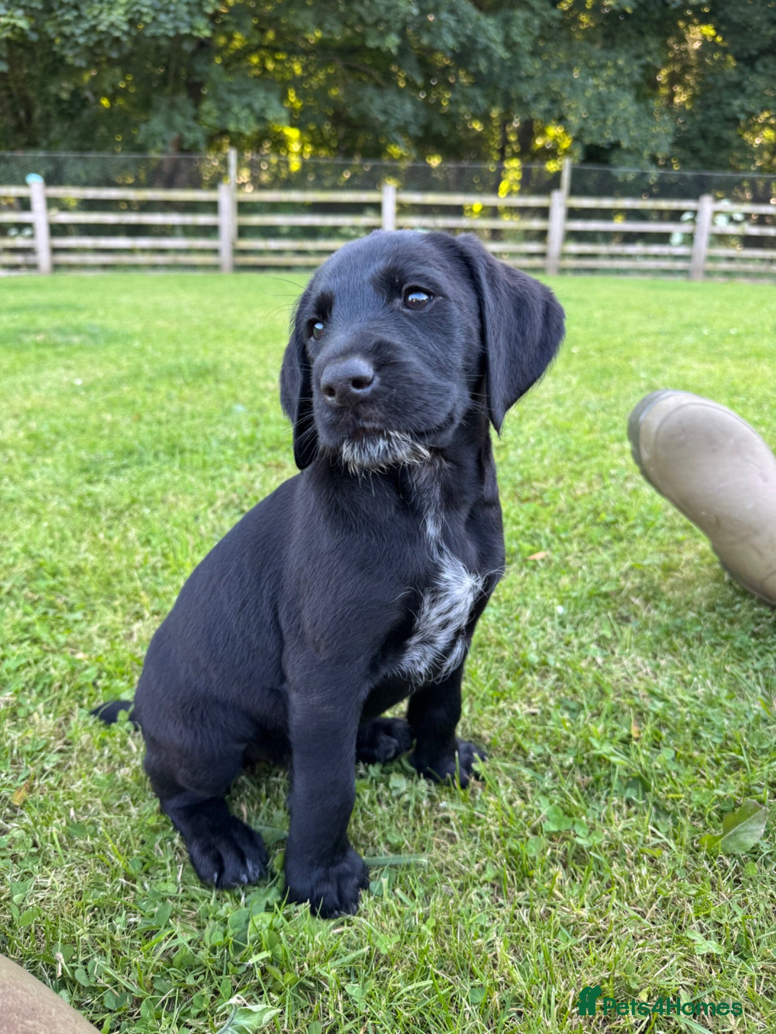Mixed Breed dogs 🌟Ready Now🌟 GWPxLab - Advert 1