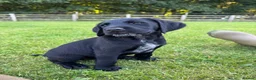 Mixed Breed dogs for sale: 🌟Ready Now🌟 GWPxLab - Advert 1