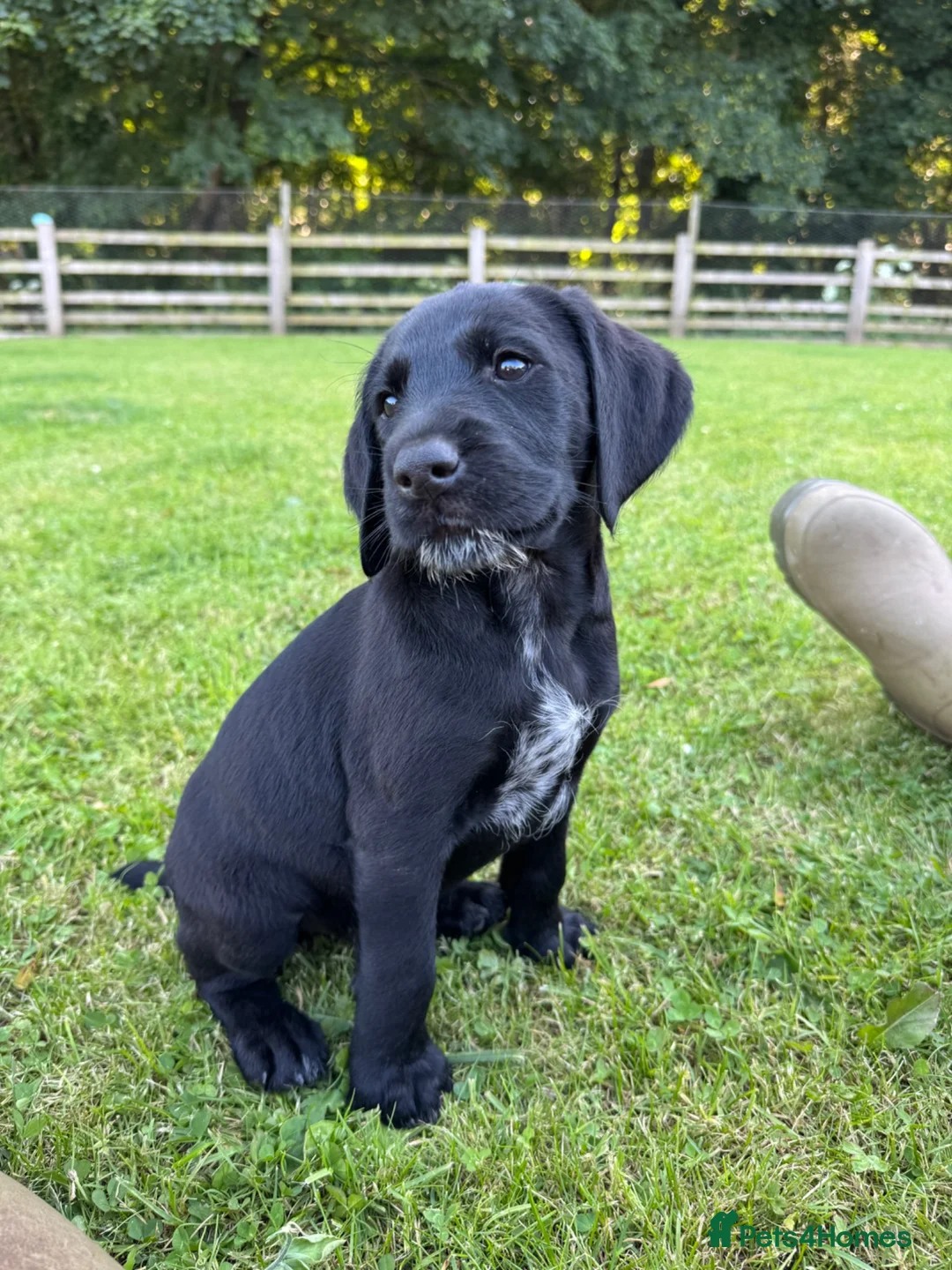 Mixed Breed dogs for sale: 🌟Ready Now🌟 GWPxLab - Advert 1