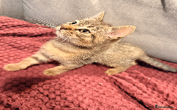 Mixed Breed cats for sale: 4x Himalayan x marble bengal x. Free 4w insurance  - Image 12