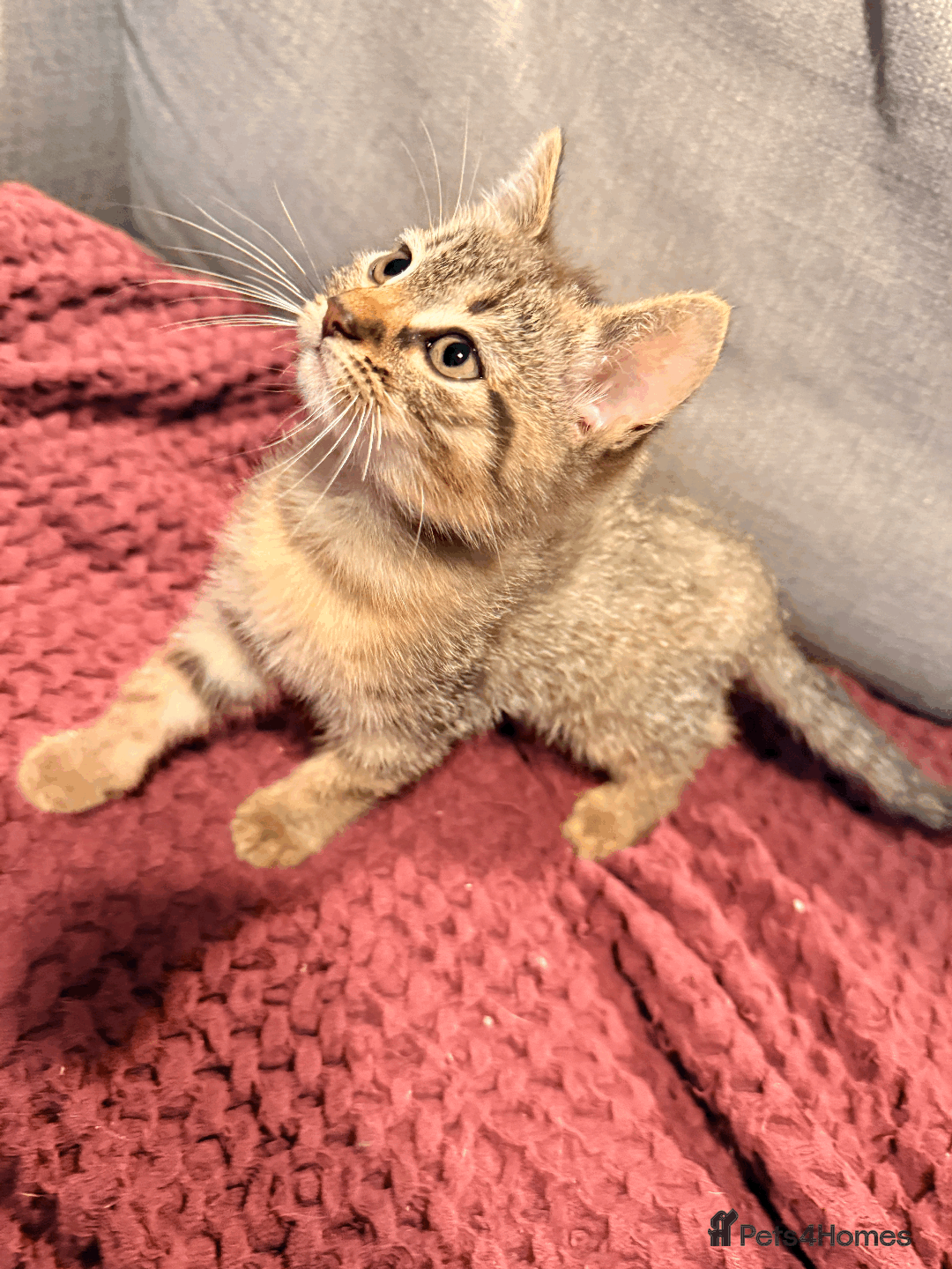 Mixed Breed cats for sale: 4x Himalayan x marble bengal x. Free 4w insurance  - Image 12