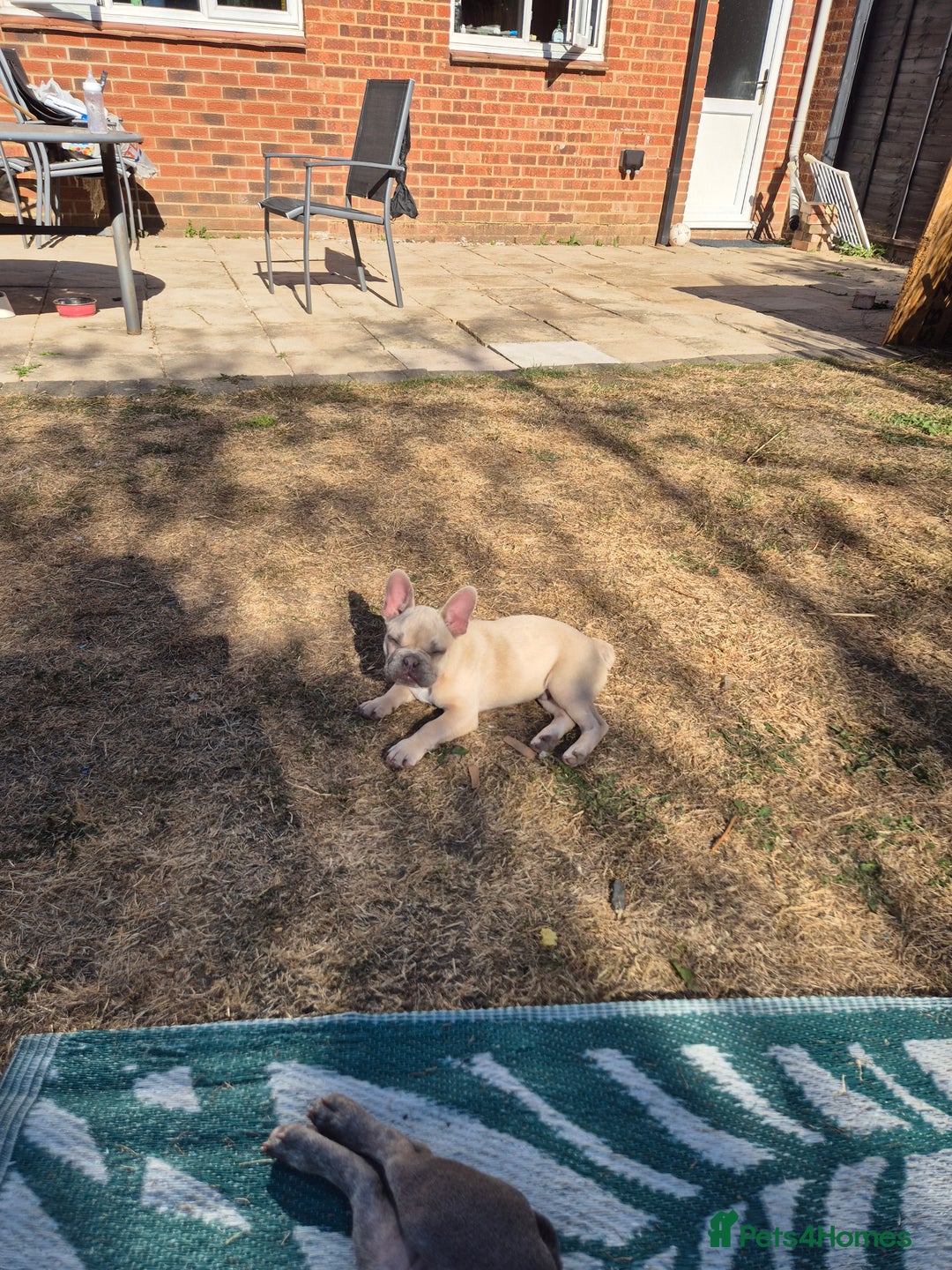 French Bulldog dogs for sale: French Bulldog ready to go - Image 2