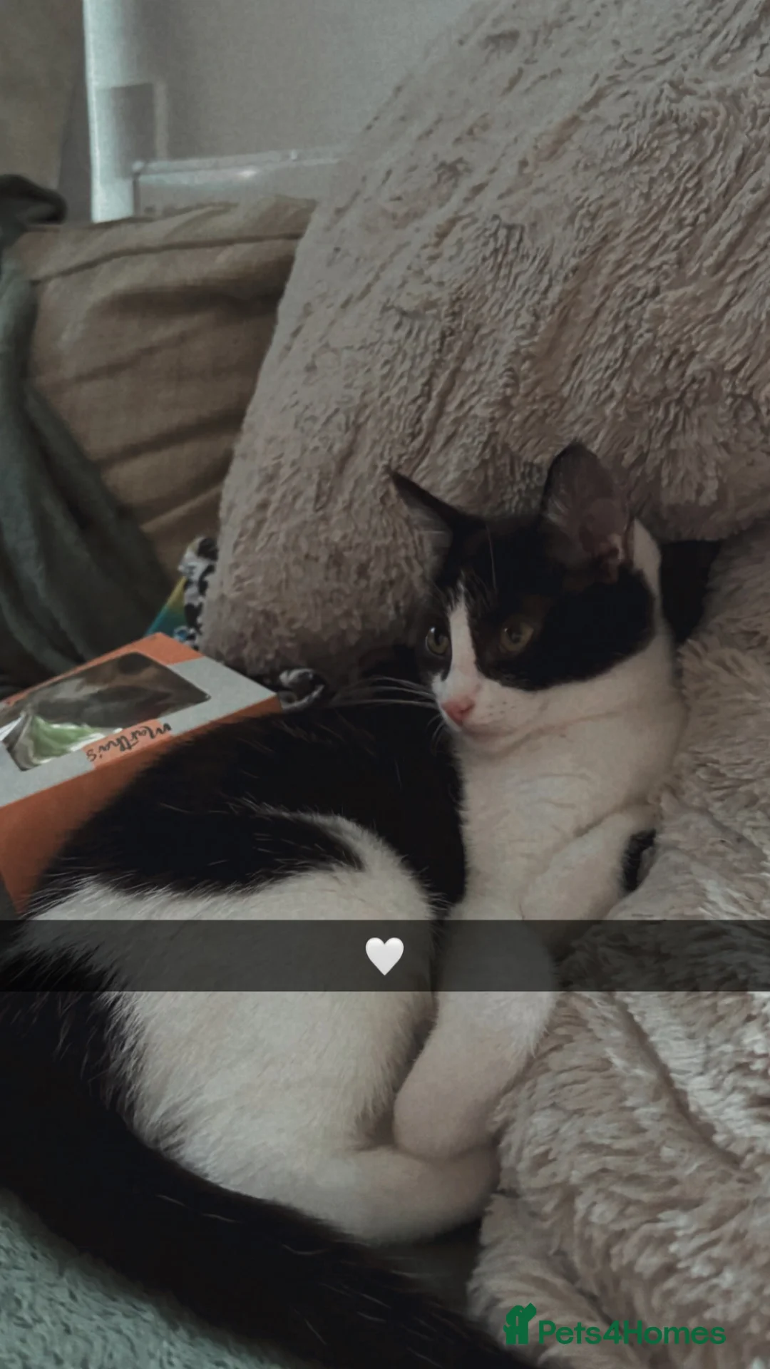 Mixed Breed cats for sale: Kitten  - Advert 2