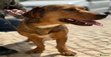 Mixed Breed dogs - Advert 2
