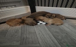 Shih Tzu dogs for sale: Karashishi imperial shih-tzu puppies  - Image 8
